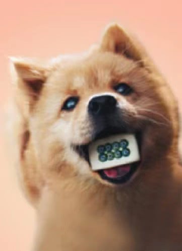 大黄（中华田园犬）